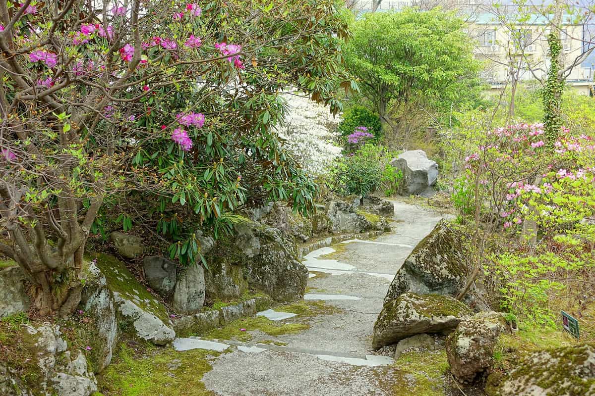 箱根強羅公園內的石徑步道,兩側杜鵑花盛開