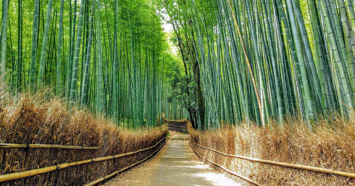 白天的嵐山竹林小徑:步道兩側是枯草色的竹枝籬笆,高聳的綠竹往遠處延伸,路上沒有人