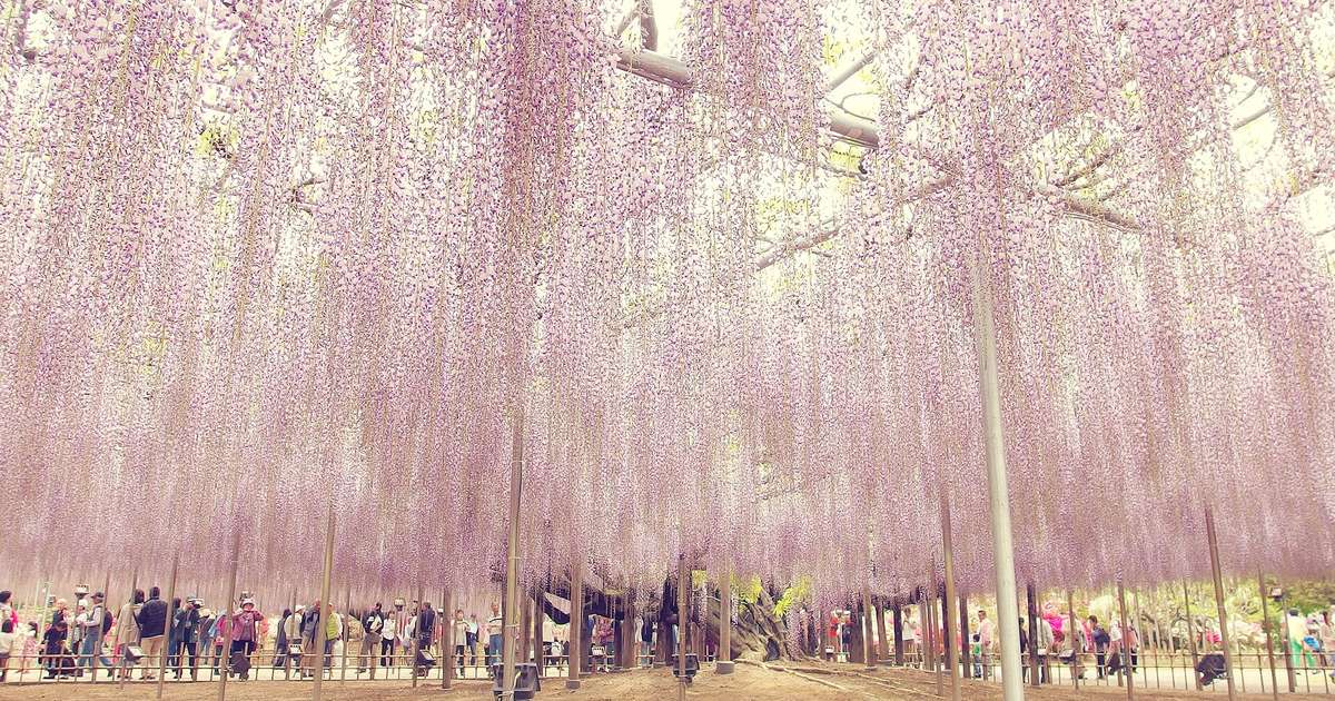足利花卉公園大藤棚滿開，淡紫色花房從棚架垂落成整片花簾，棚下遊客沿步道排成一列