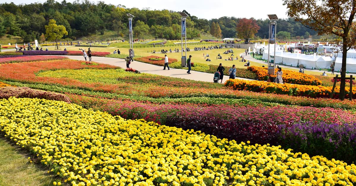 愛・地球博記念公園裡一整片分色排列的花壇，前景是大片黃色萬壽菊與紫紅色葉材，中景步道上有人散步、草坪上有人席地而坐，右側搭著白色帳篷，背後是樹林丘陵