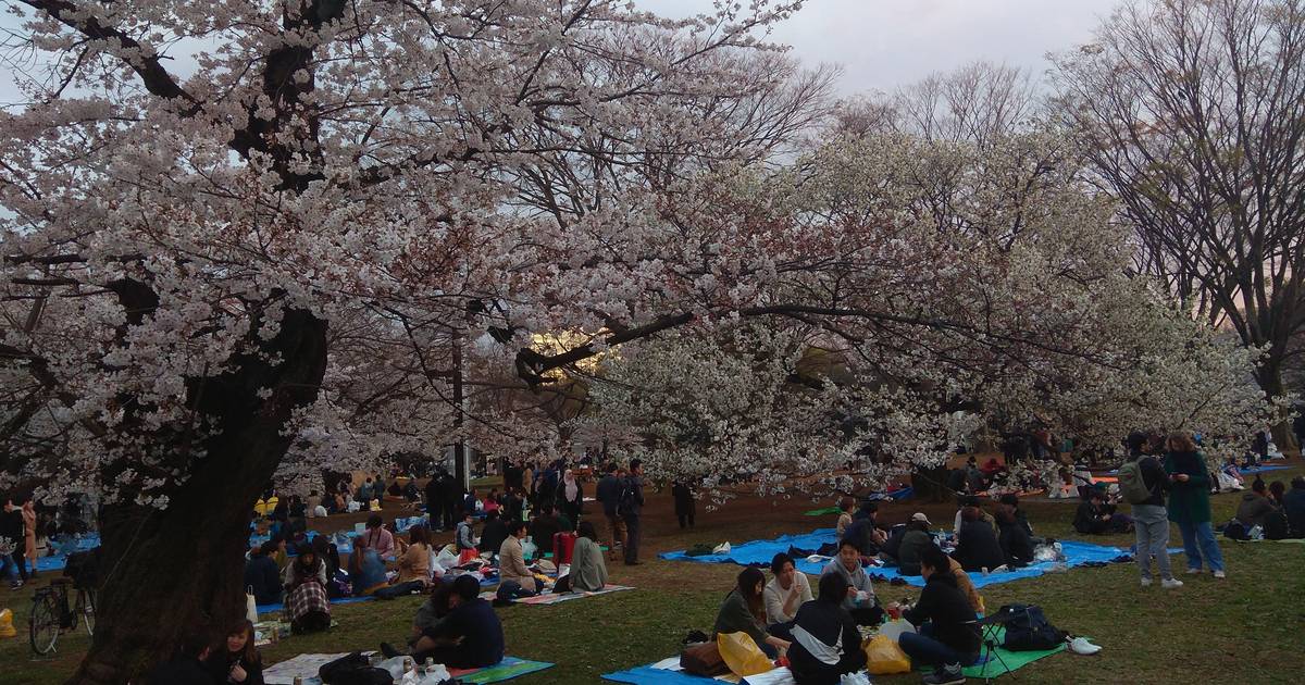 傍晚的代代木公園，盛開的櫻花樹下鋪滿藍色塑膠墊，一群群人坐在墊子上吃喝聊天