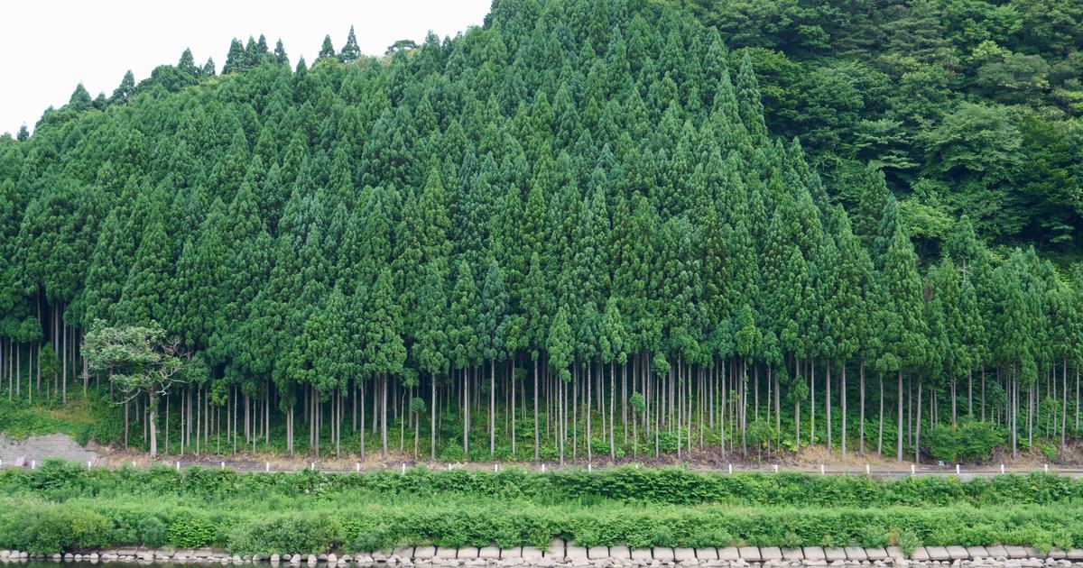 河岸山坡上一整片密植的杉木人工林,樹形一致的圓錐狀樹冠一路排到山稜,下緣露出一排等距的筆直樹幹與一條插著白色反光柱的沿河道路。