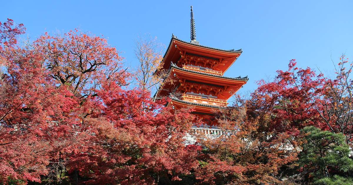 清水寺三重塔的朱紅塔身從一整片轉紅的楓樹上方露出來,背景是無雲藍天