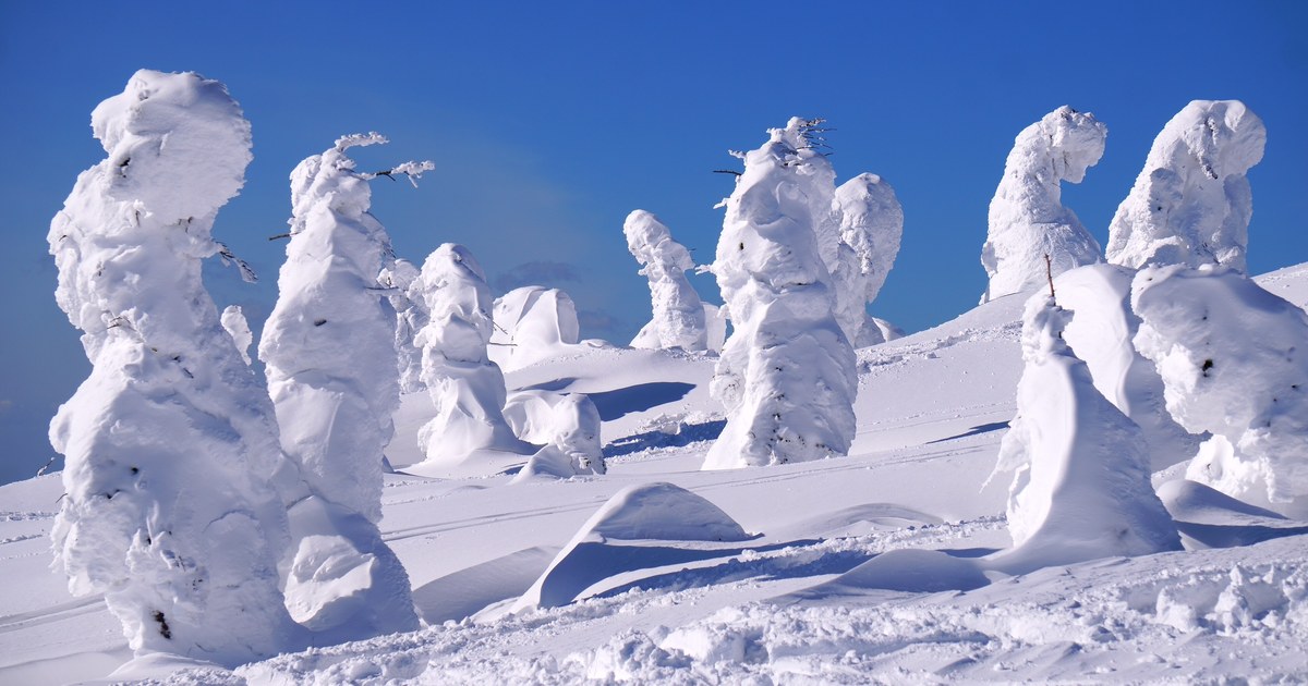森吉山樹冰平：十幾棵被冰雪整個包住、長成白色柱狀的樹立在雪坡上，表面是一層層粗糙的冰殼，有斷枝從冰層裡橫伸出來，背景是無雲的深藍色晴空
