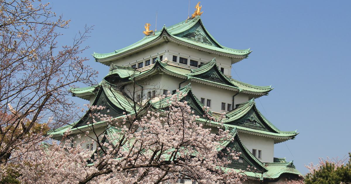 名古屋城天守閣與滿開的染井吉野櫻:五層天守的白牆配綠色銅瓦屋頂,最上層屋脊兩端立著金色的金鯱,前景一整叢櫻花開滿粉白色花朵