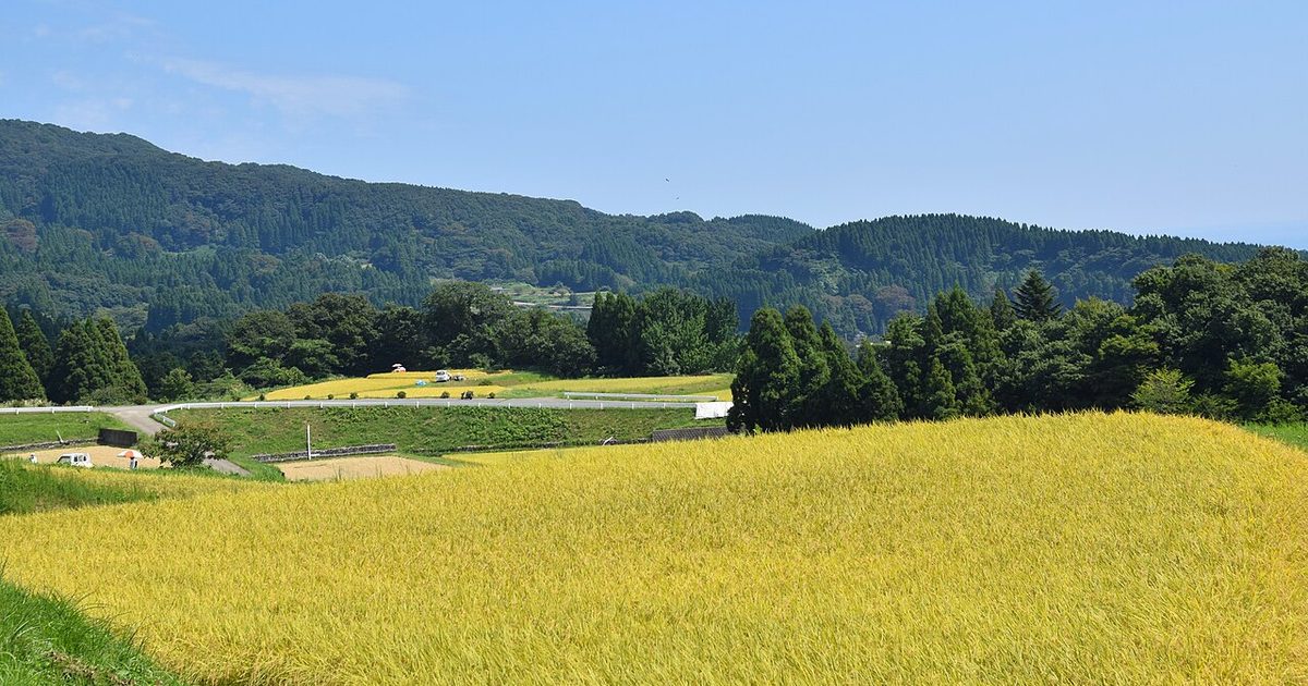 能登半島的里山風景:金黃的稻田沿著緩坡展開,後方是層層杉木丘陵,天空多雲。攝於 2019 年 9 月,地震前