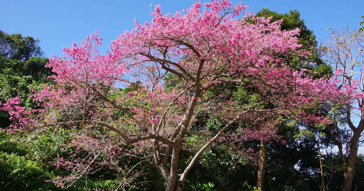 沖繩本部町八重岳的一棵寒緋櫻滿開:深桃紅色的花覆蓋整片樹冠,背後是亞熱帶常綠闊葉林與藍天