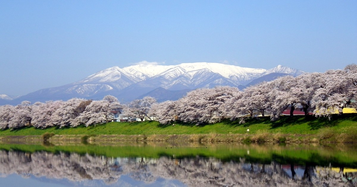 白石川堤一目千本桜:堤上連續的染井吉野櫻並木滿開成一條粉白色長帶,河面倒映著櫻花,背景是還積著殘雪的藏王連峰