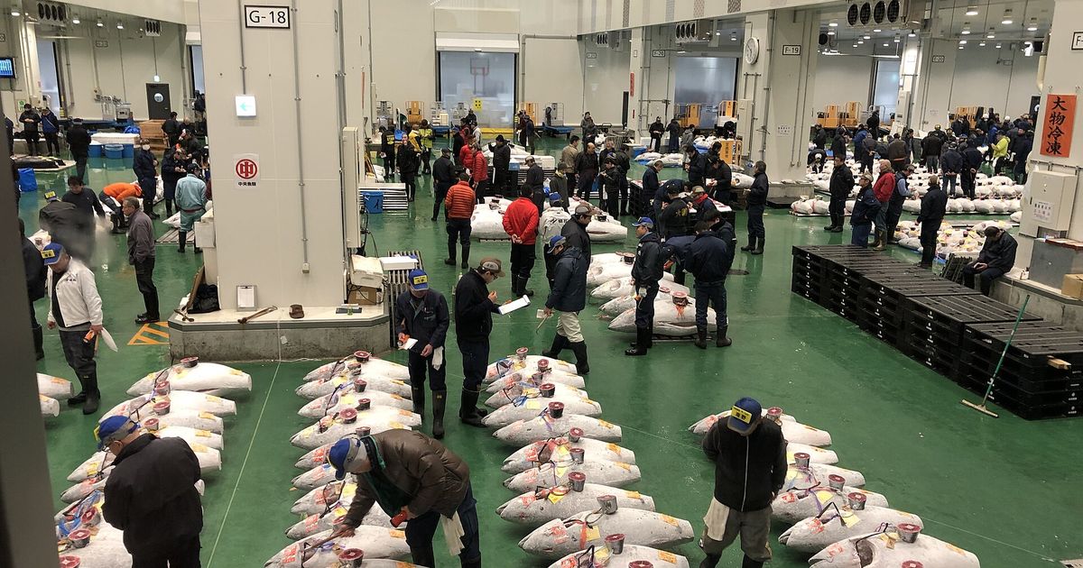 豊洲市場水產卸売場的清晨景象,地面成排標好紙籤的冷凍鮪魚,買家彎腰逐尾查驗