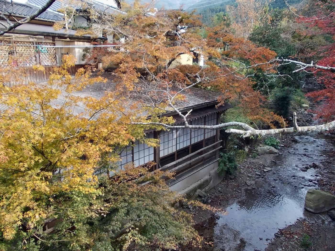 秋月野鳥川沿岸的紅葉與古民家,11 月下旬轉色期
