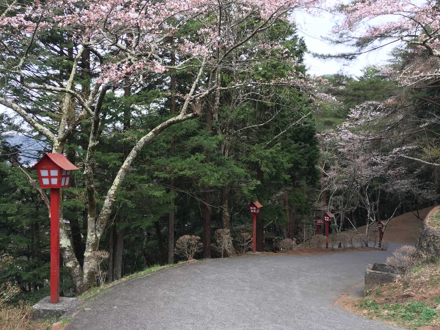 新倉山淺間公園通往忠靈塔的上山參道,春季櫻花與燈籠夾道的石階坡道