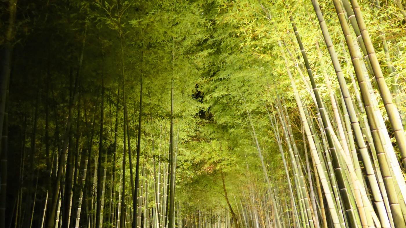 夜間打上黃綠色燈光的竹林小徑,兩側竹子往中間傾斜、在上方交會成隧道,步道一路延伸到遠處