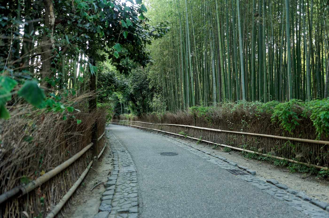 白天的嵐山竹林小徑:柏油步道兩側是竹枝編的矮籬笆,右邊是高聳的竹林,左邊是闊葉樹,路上沒有人