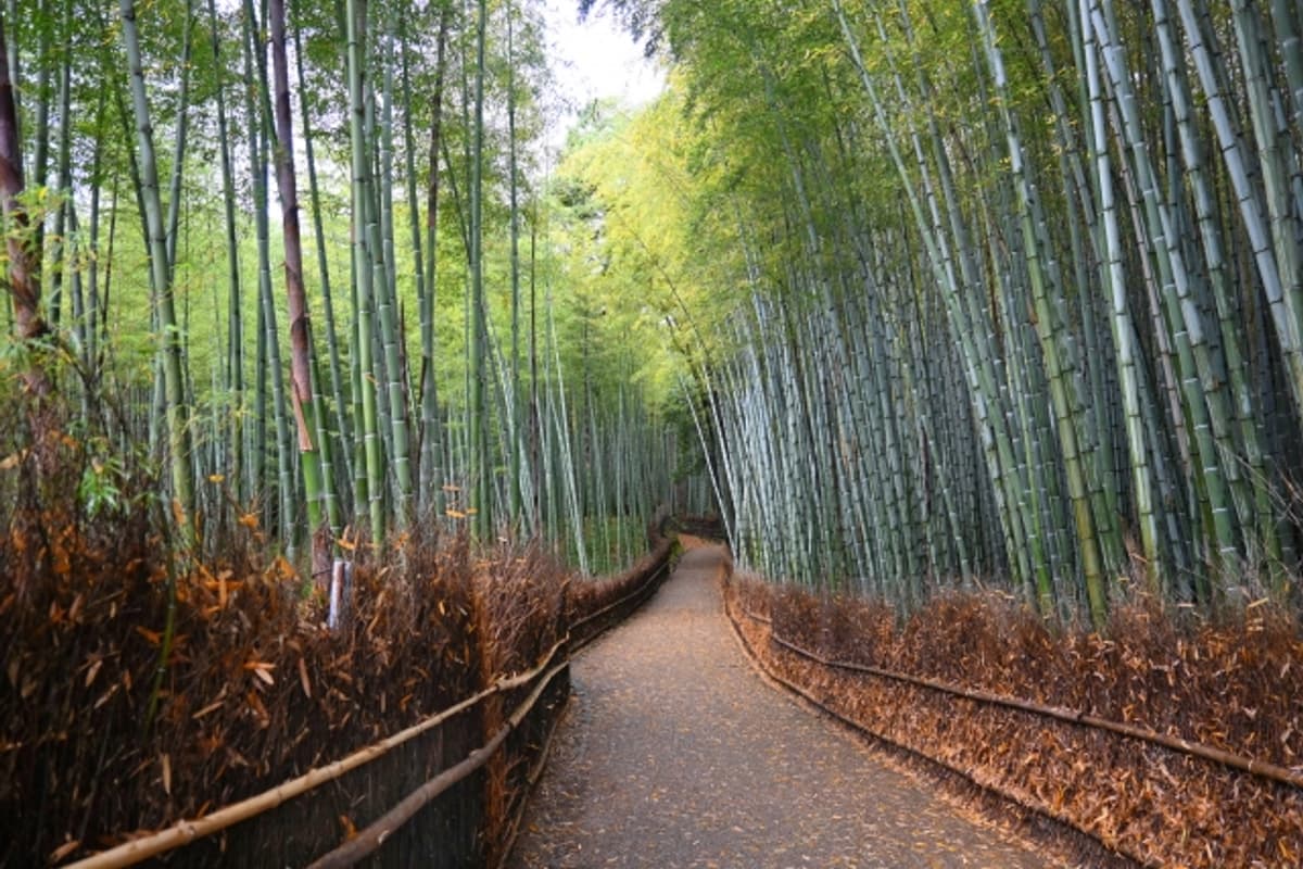 嵐山竹林清晨陽光斜射穿過竹葉，地面光斑斑駁，整段步道無人