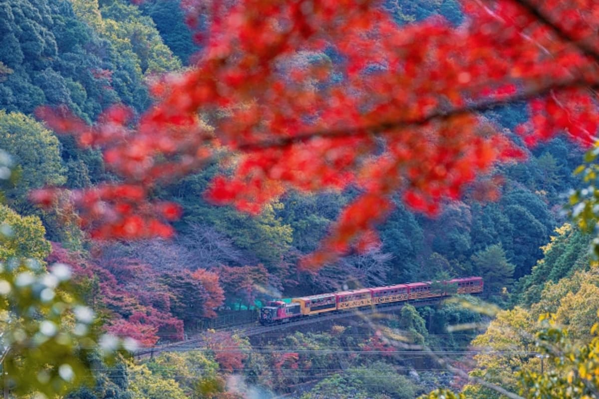 嵯峨野觀光鐵道車窗外的保津川峽谷景色，沿岸樹木與河水並行