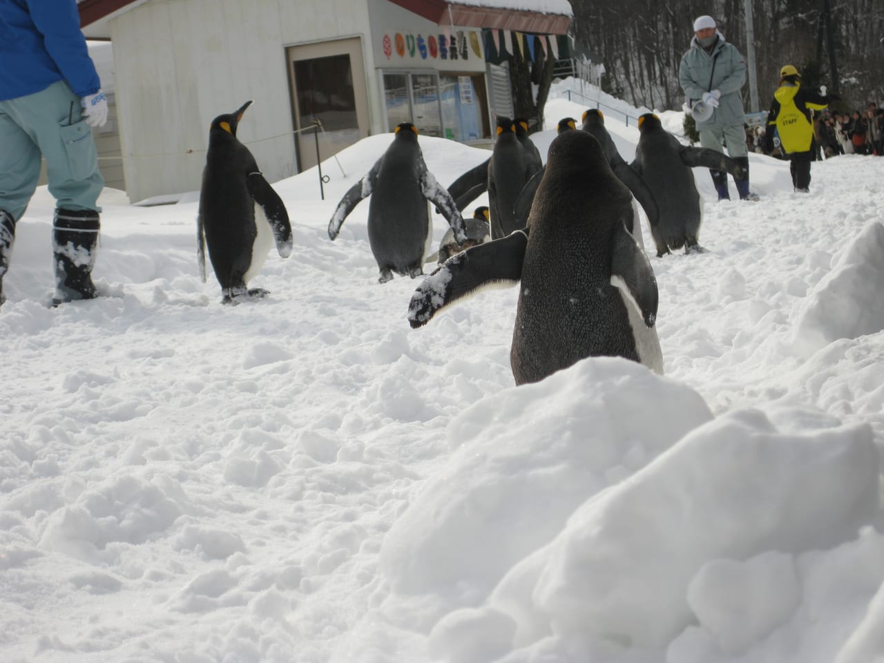 旭山動物園冬季限定的企鵝散步,企鵝在雪地園路上排隊行走