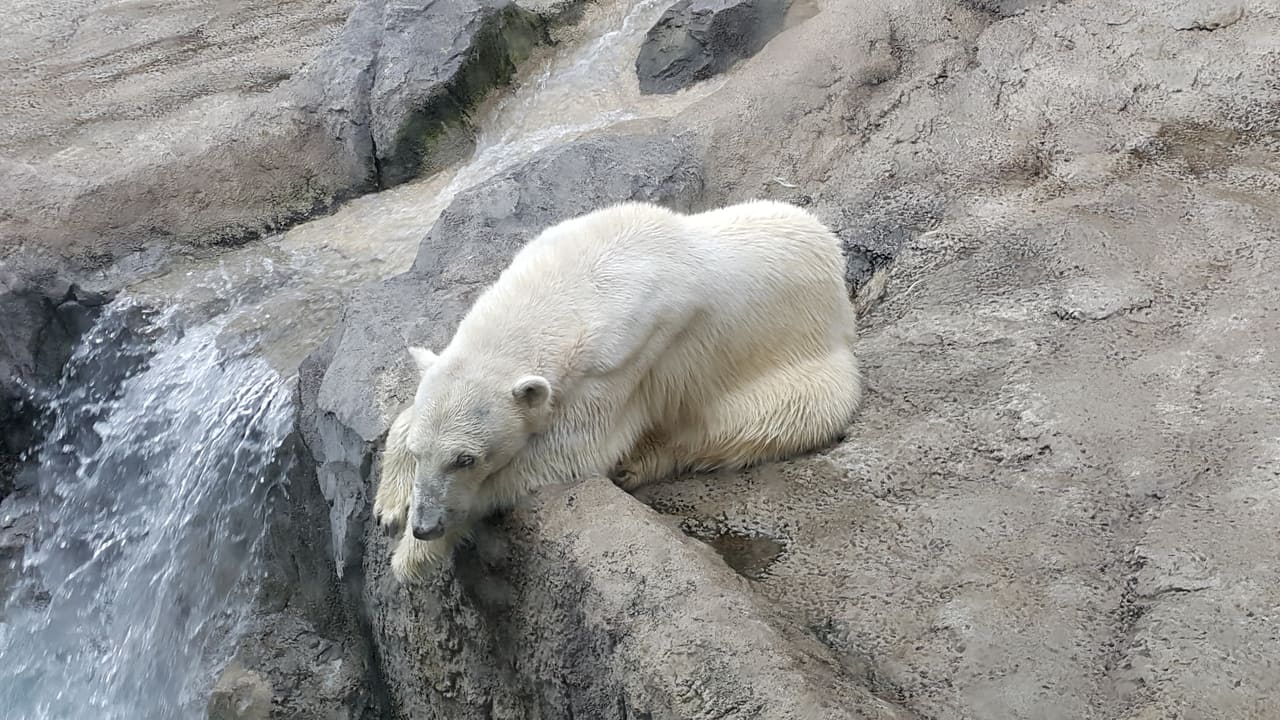 旭山動物園北極熊館,北極熊在大水池邊準備跳水
