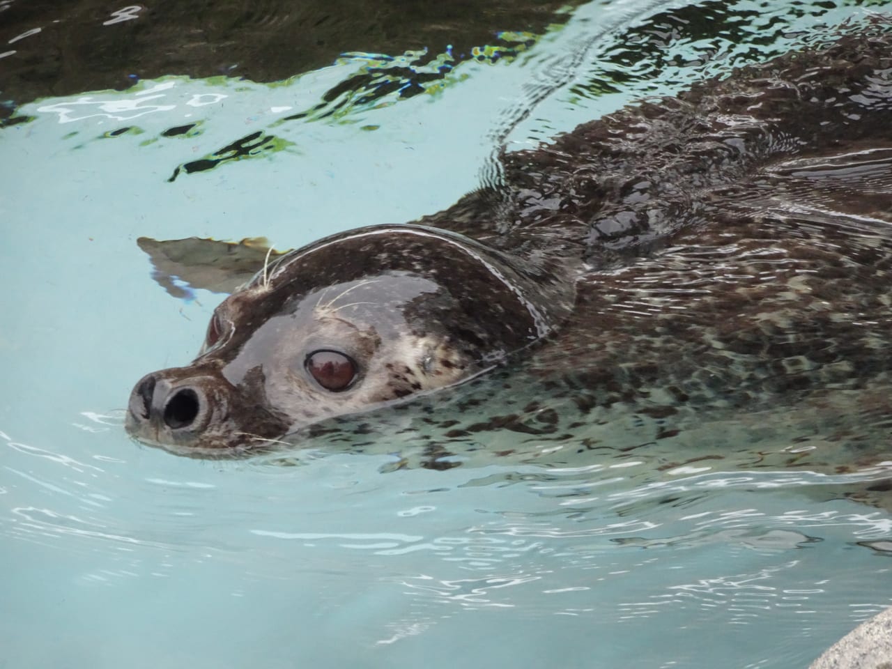 旭山動物園海豹館,海豹在透明圓柱水道中游動