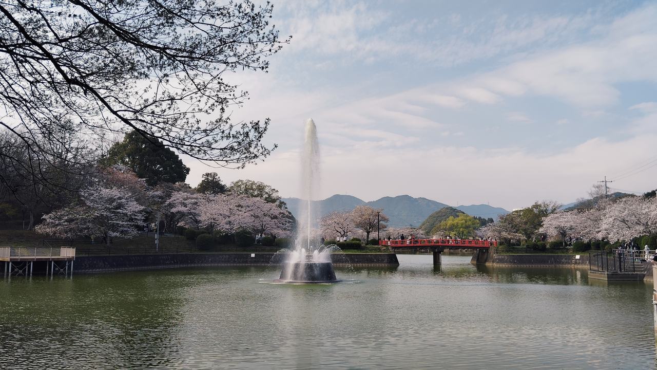 甘木公園的水池:池心一道高聳的白色噴泉,對岸一座紅色欄杆的拱橋,橋的兩側到岸邊整片都是滿開的櫻花,再往後是連綿的低矮山稜,池面倒映著天空