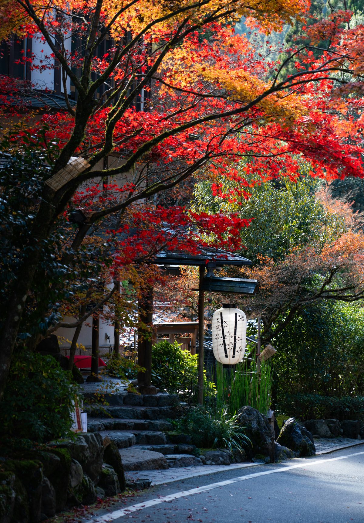 京都紅葉：楓樹枝頭的火紅與金黃