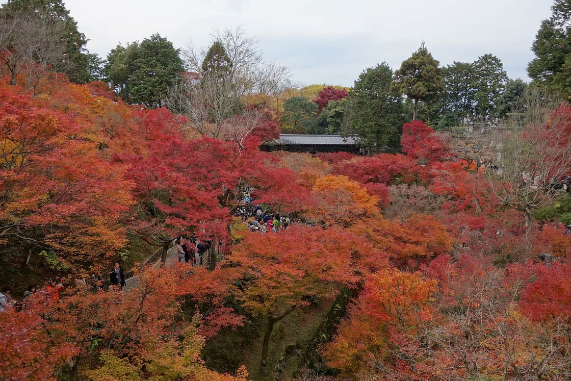 日本紅葉見頃示意,箕面山紅葉例年見頃約 11 月中旬到 12 月上旬