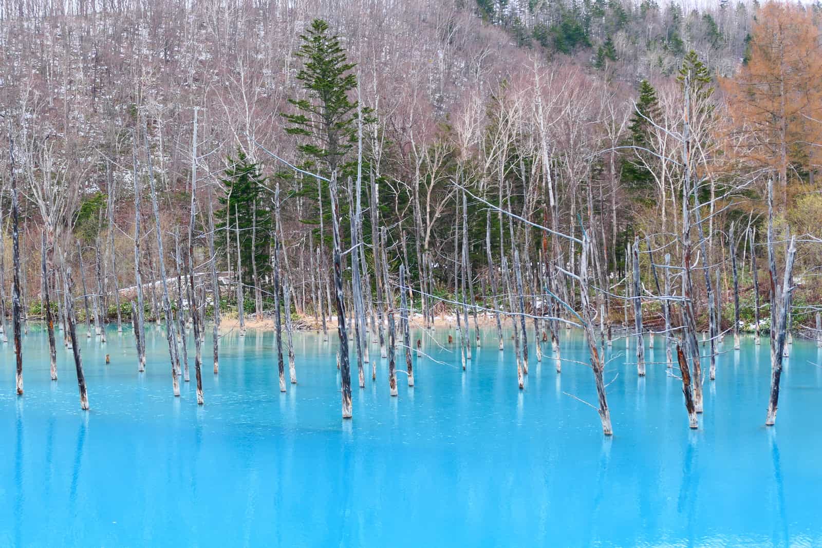 美瑛白金青池,水面呈現夢幻土耳其藍,枯木立於池中
