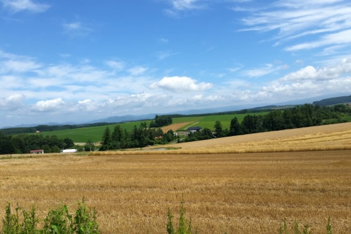 北海道美瑛 Patchwork Road 秋季:丘陵農地拼貼黃綠紅色塊與遠方大雪山系