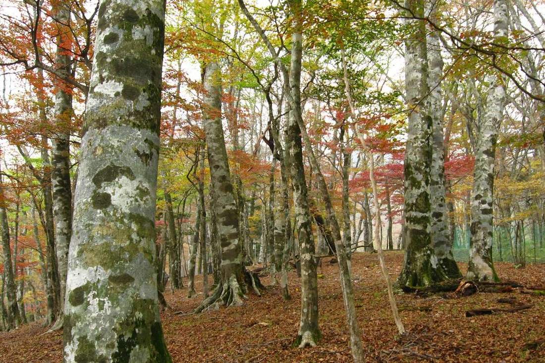 秋天的山毛櫸（ブナ）林內部，粗大的灰白樹幹上佈滿深綠色地衣斑塊，樹冠是紅、橙、黃、綠交雜的葉子，林床整面鋪著褐色落葉