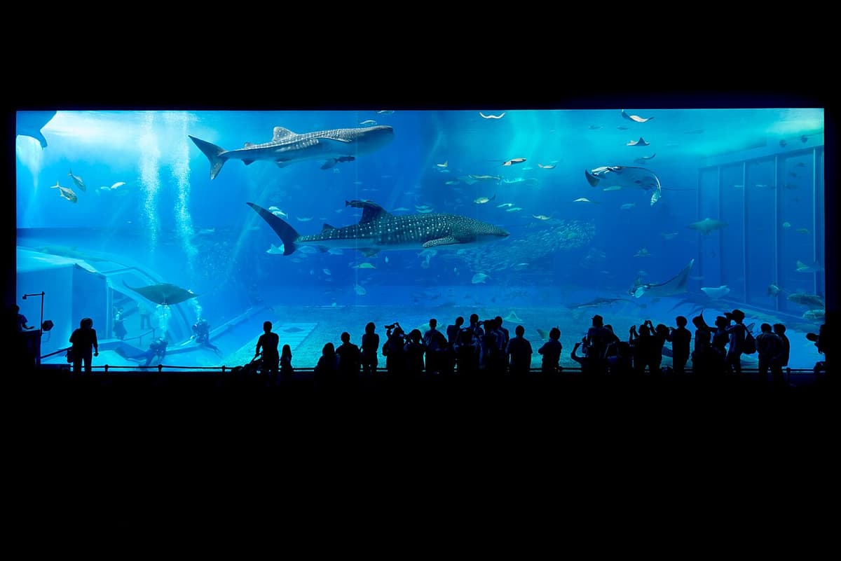 美麗海水族館黑潮之海大水槽的巨型觀景窗