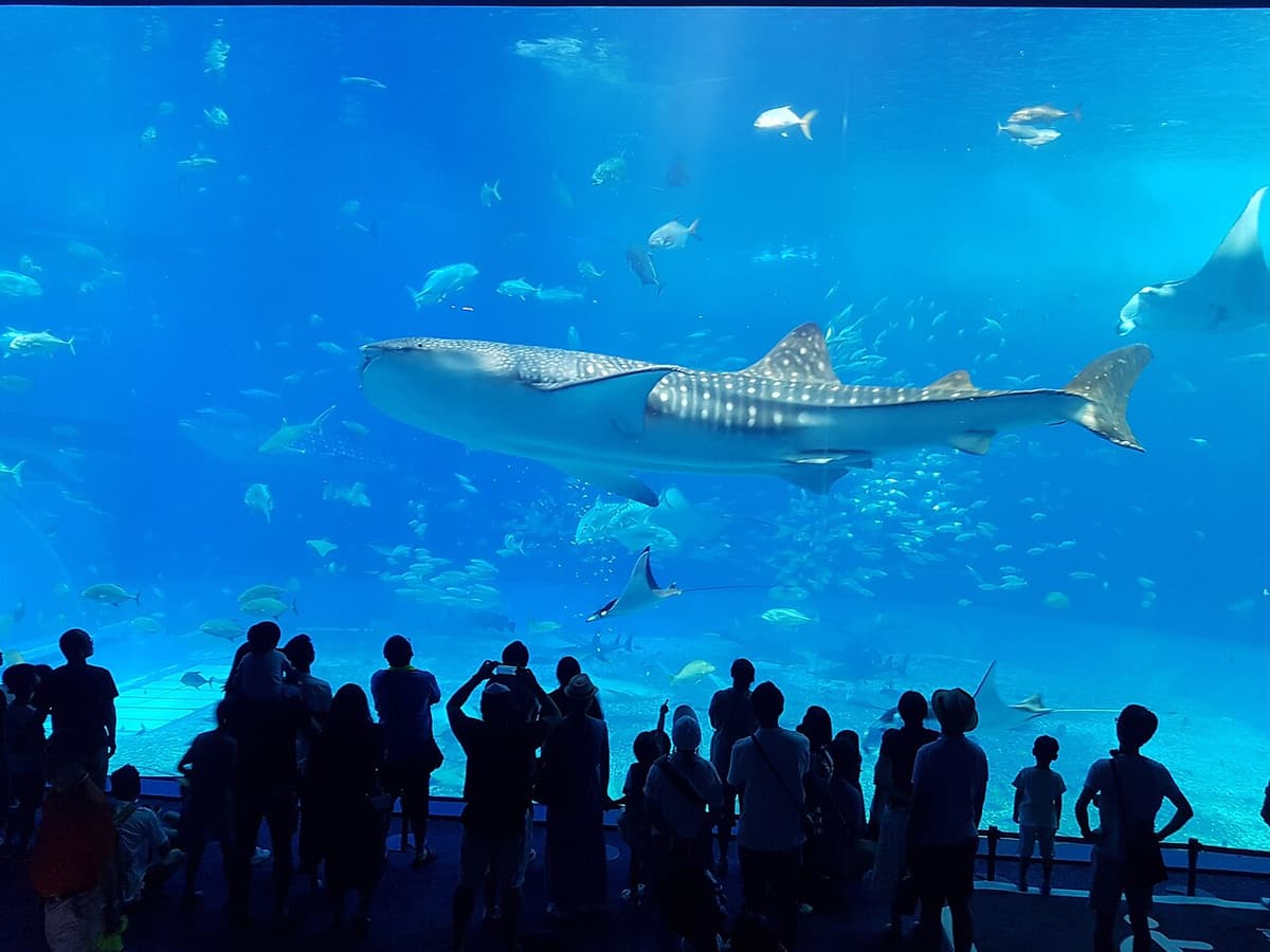 美麗海水族館的鯨鯊悠游其中,巨大水槽景觀