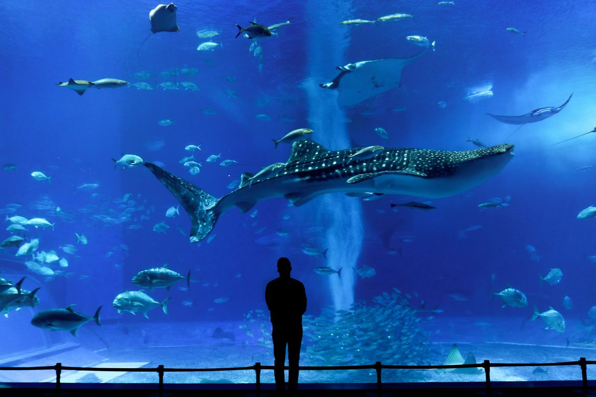 沖繩美麗海水族館巨大水槽:鯨鯊與鬼蝠魟悠游其中