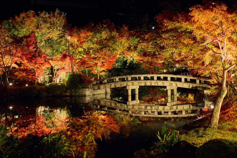 永觀堂夜間點燈:打亮的紅黃楓葉圍著放生池,石造拱橋與楓葉倒映在水面