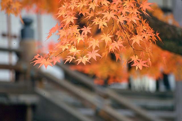 永觀堂橙紅楓葉特寫,背景為寺院石階,京都夜楓名所