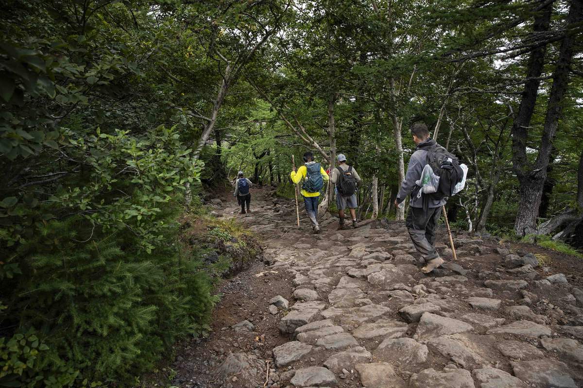 四名登山者拄著木製金剛杖，走在兩側被樹林夾住的寬闊石板路上，路面由不規則的火山石塊鋪成