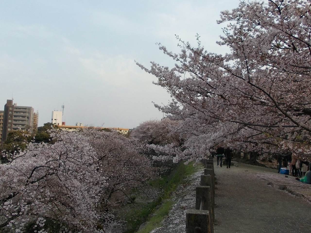 福岡城跡石垣上方的土徑步道,左側低於路面的櫻花樹冠連成一片滿開,右側樹下有人坐著野餐、遠處幾個人沿路走,背景是福岡市區的公寓大樓