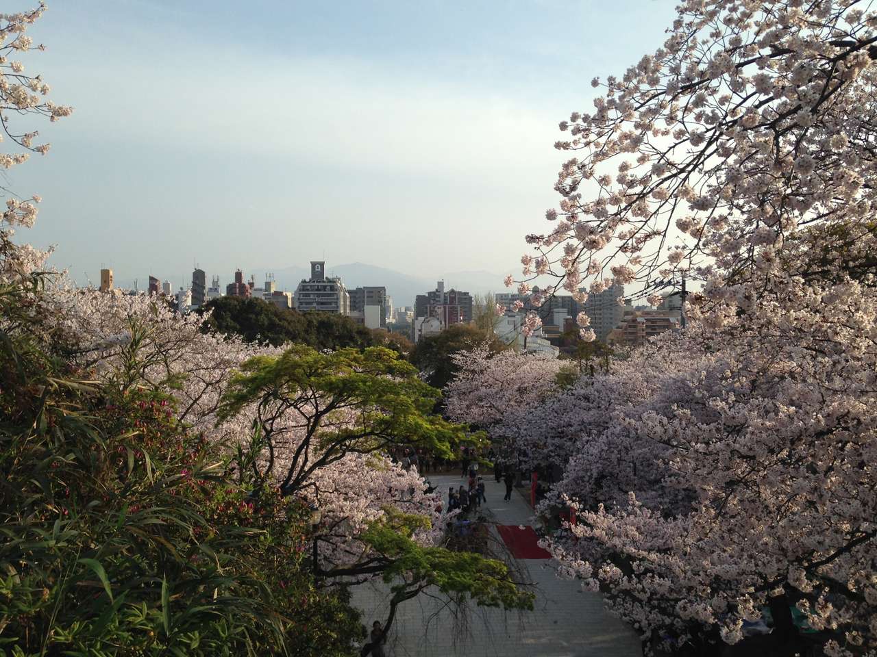 從西公園高處往下看光雲神社前的坡道:兩側染井吉野滿開連成夾道,坡底鋪著紅色地墊、有小攤與人群,越過樹冠可以看到福岡市區的大樓群與更遠的山稜