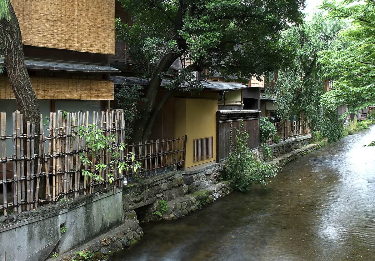 祇園白川:淺淺的水流貼著石砌護岸往畫面右下流去,左岸是茶屋的背面,掛著整片竹簾與斜插的細竹圍籬,一棵老樹從屋角斜伸出來,右上方垂著柳枝;整個畫面沒有人。