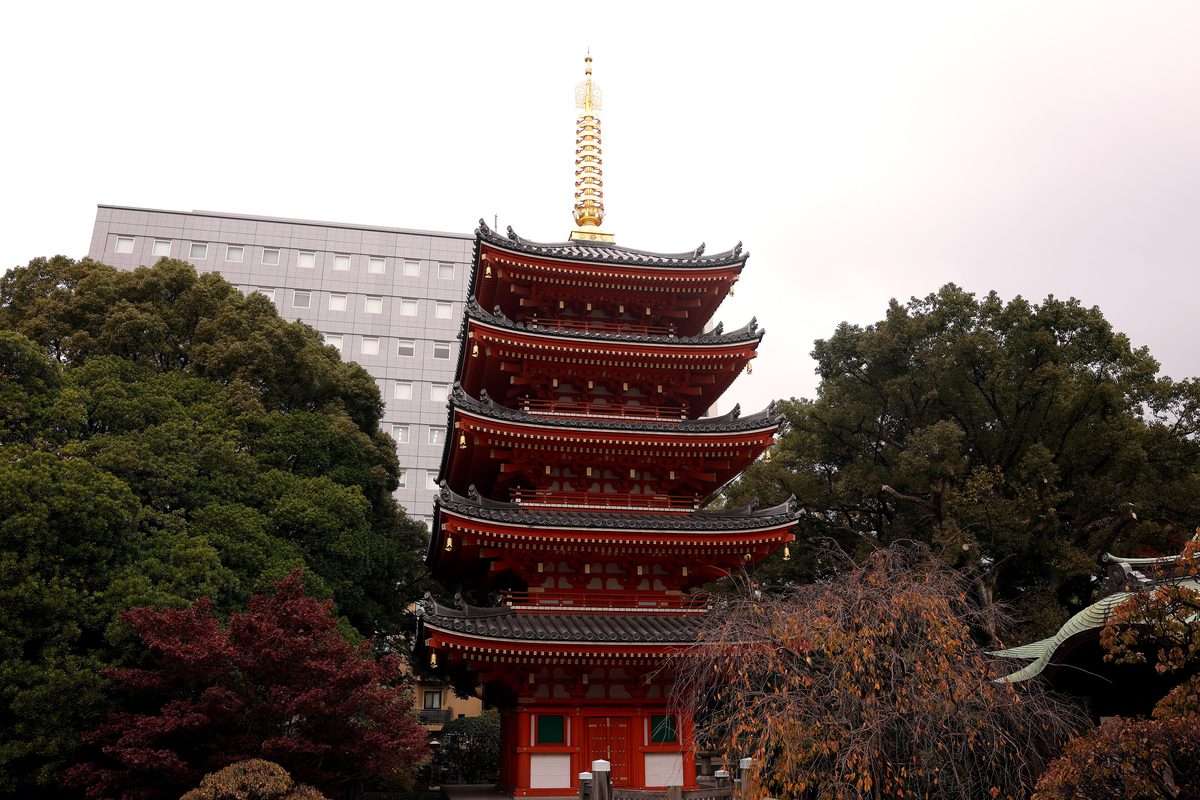 東長寺的朱紅色五重塔與金色相輪,左後方是一棟灰色的大樓,塔的四周是深綠樟樹與轉紅轉褐的秋葉