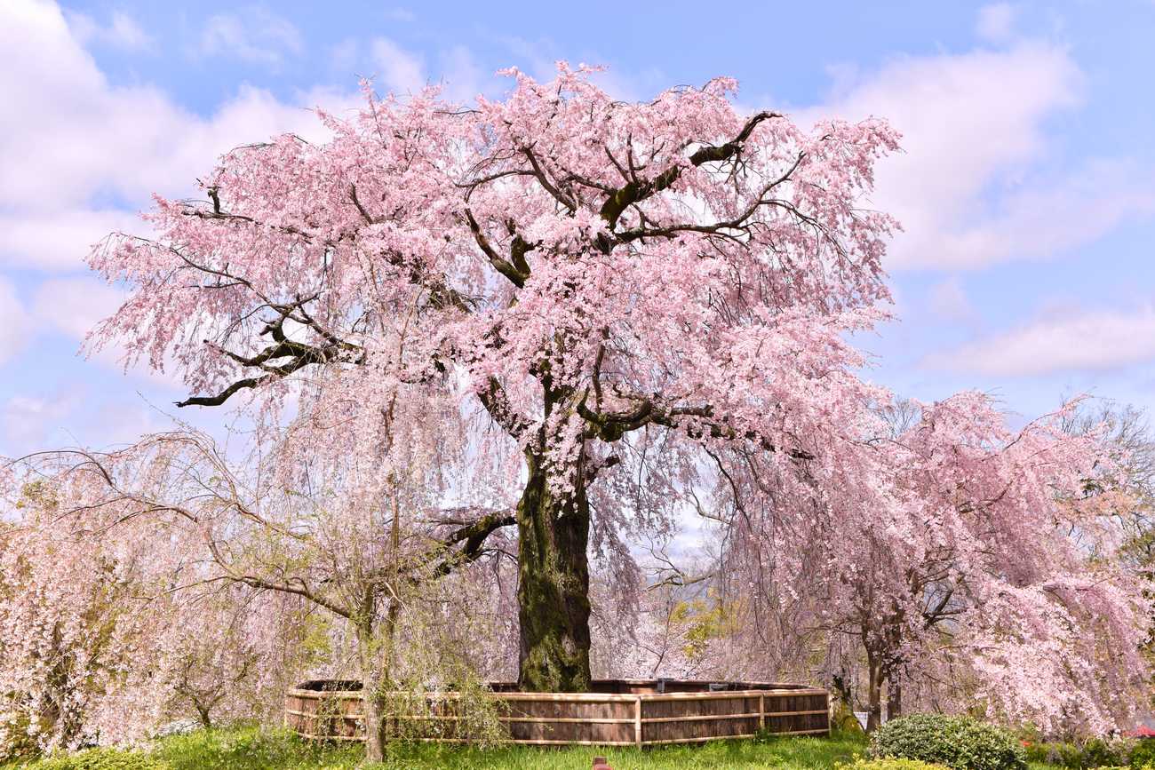 京都円山公園的祇園枝垂櫻滿開，垂落的花枝罩住整棵樹，樹幹周圍圍著一圈木柵欄