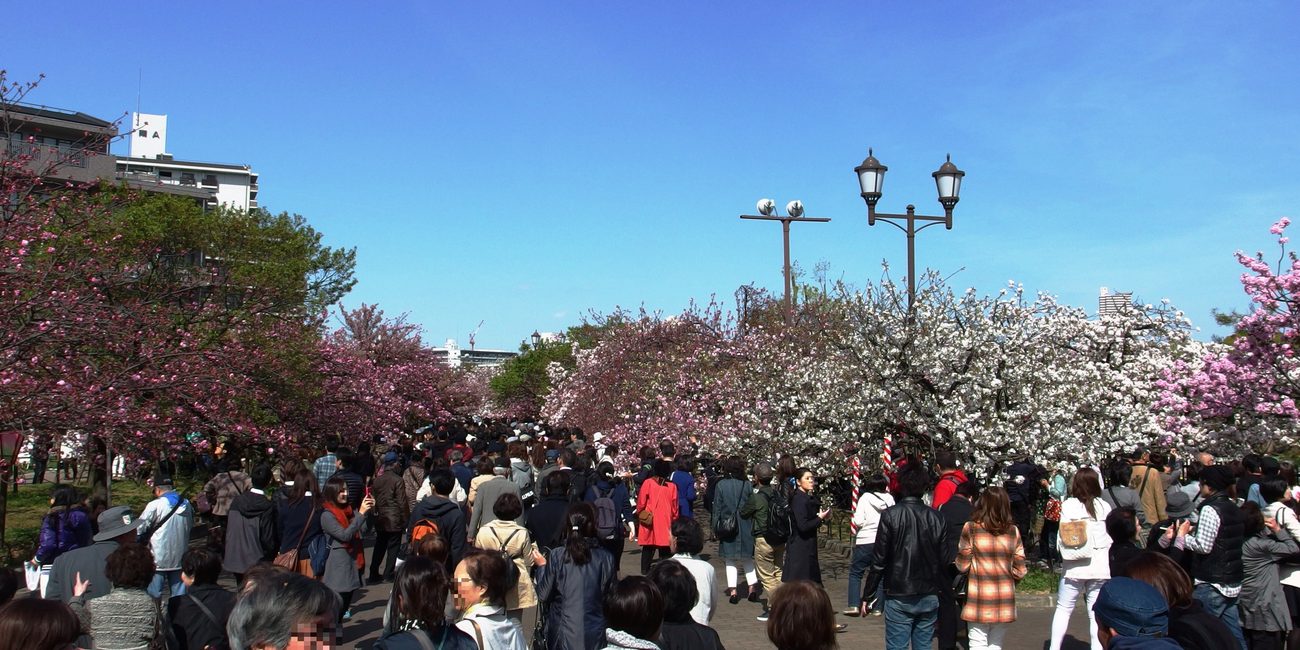 大阪造幣局「桜の通り抜け」，人潮沿著兩側種滿八重櫻的步道往同一個方向前進，沒有人坐下野餐