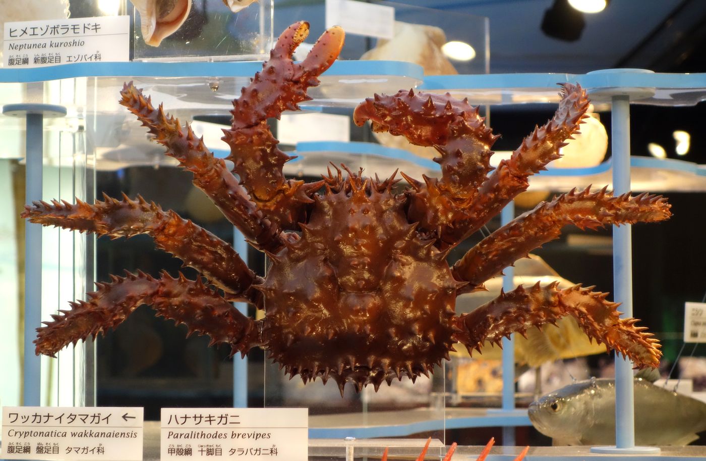 國立科學博物館展示的花咲蟹標本,標籤標示學名 Paralithodes brevipes 與タラバガニ科