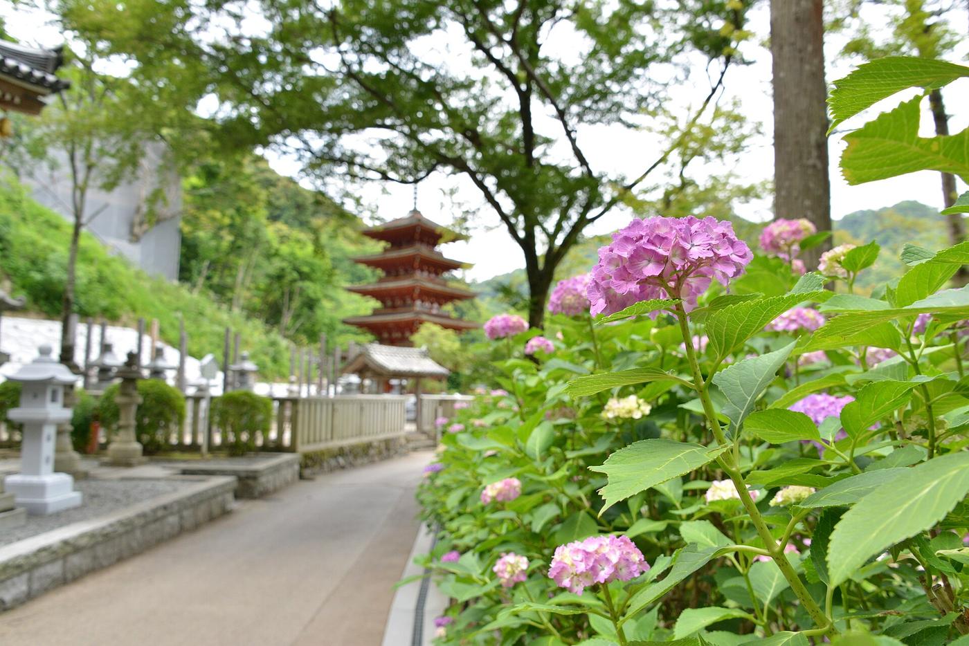 長谷寺前景的粉紫紫陽花與背景虛化的五重塔、石燈籠參道