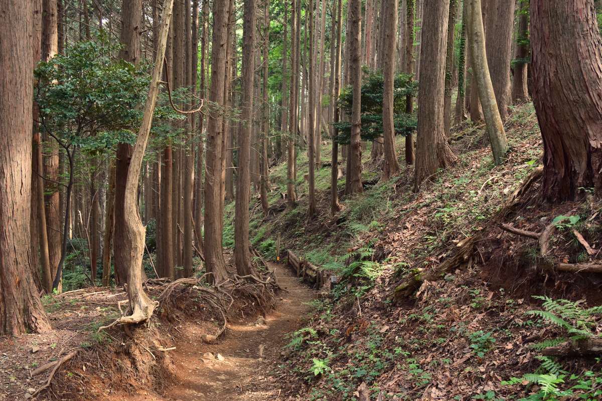 杉木人工林內部的斜坡,紅褐色的筆直樹幹密密排開,中間一條被踩出來的窄泥土山徑,路旁樹根裸露、地面只長著稀疏的蕨類與落葉。
