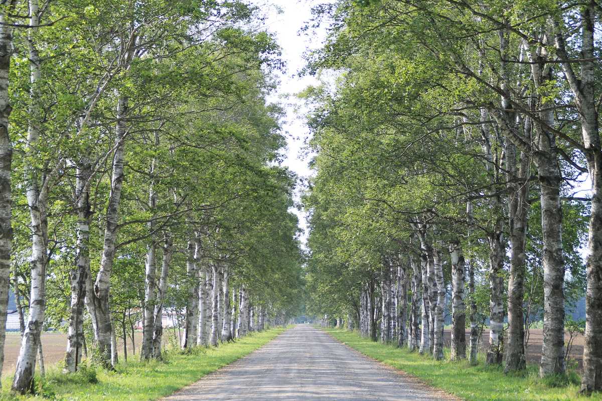 北海道十勝的白樺並木——一條筆直的農路兩側各站一排白樺,粉白色樹幹上帶著黑色的枝痕,樹冠是盛夏的濃綠,樹列後方是耕地。