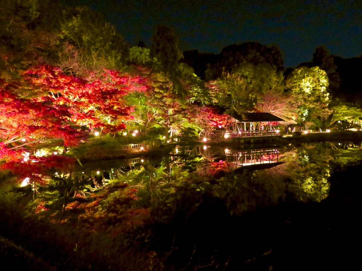 東山植物園夜間點燈的楓葉,池面倒映出打光後的紅葉與對岸的四阿
