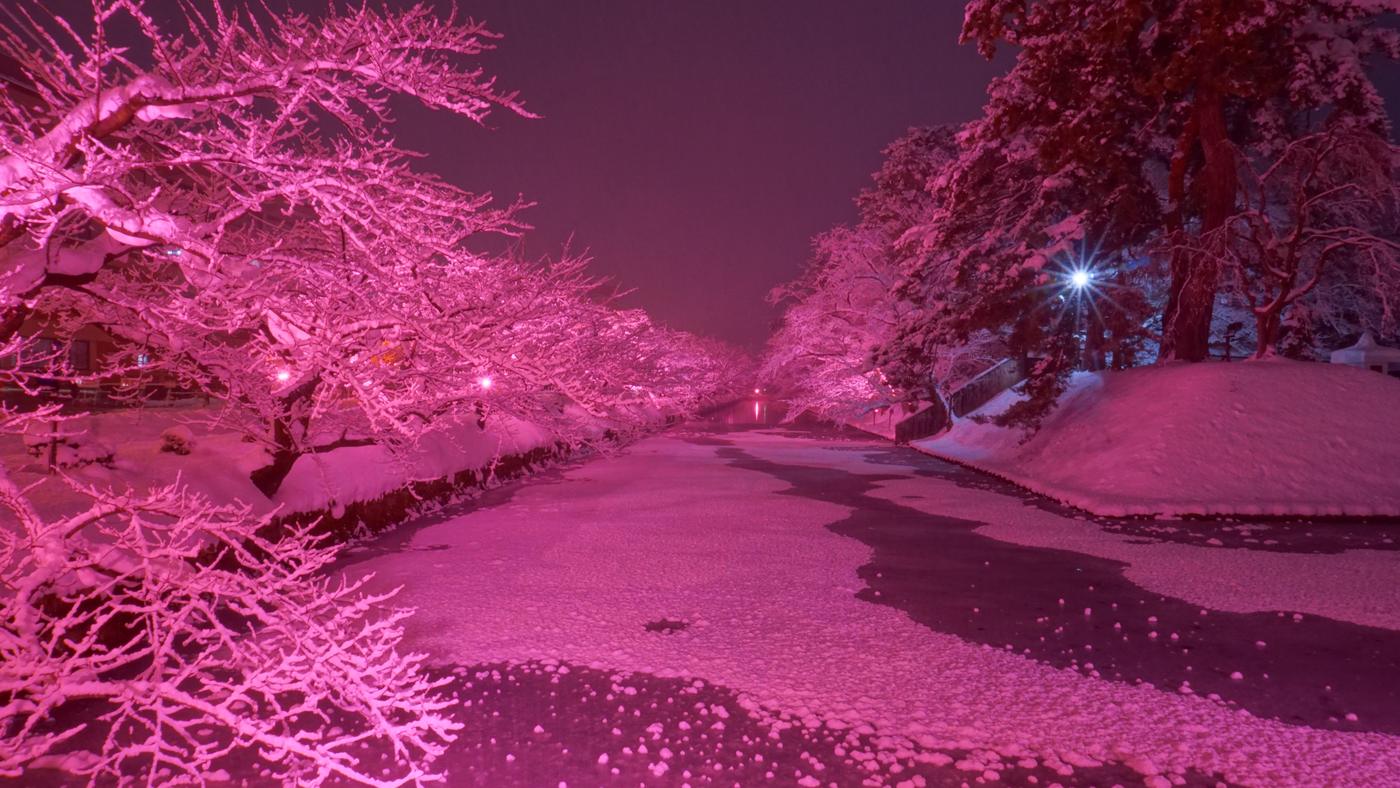 弘前公園外濠夜景,兩岸櫻花樹的枝條積滿雪,被燈光打成整片粉紅色,濠面結冰覆雪,右岸是積雪的土堤與路燈