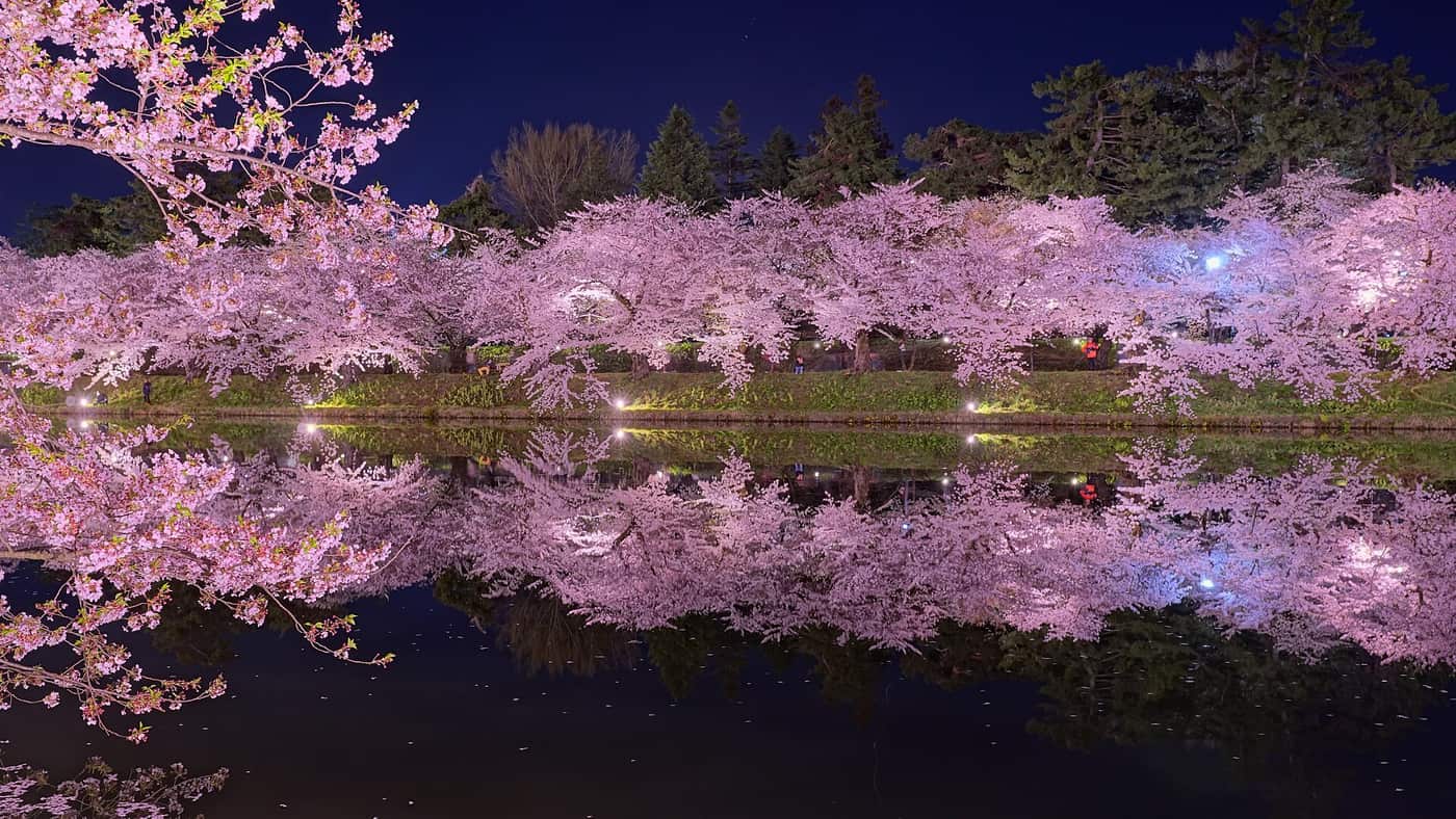 弘前公園護城河夜景,水面靜止如鏡,對岸一整排點燈的滿開櫻花完整倒映在水裡上下對稱,對岸是低矮草坡與步道、上面有零星遊客,背景是深藍夜空與黑色針葉樹