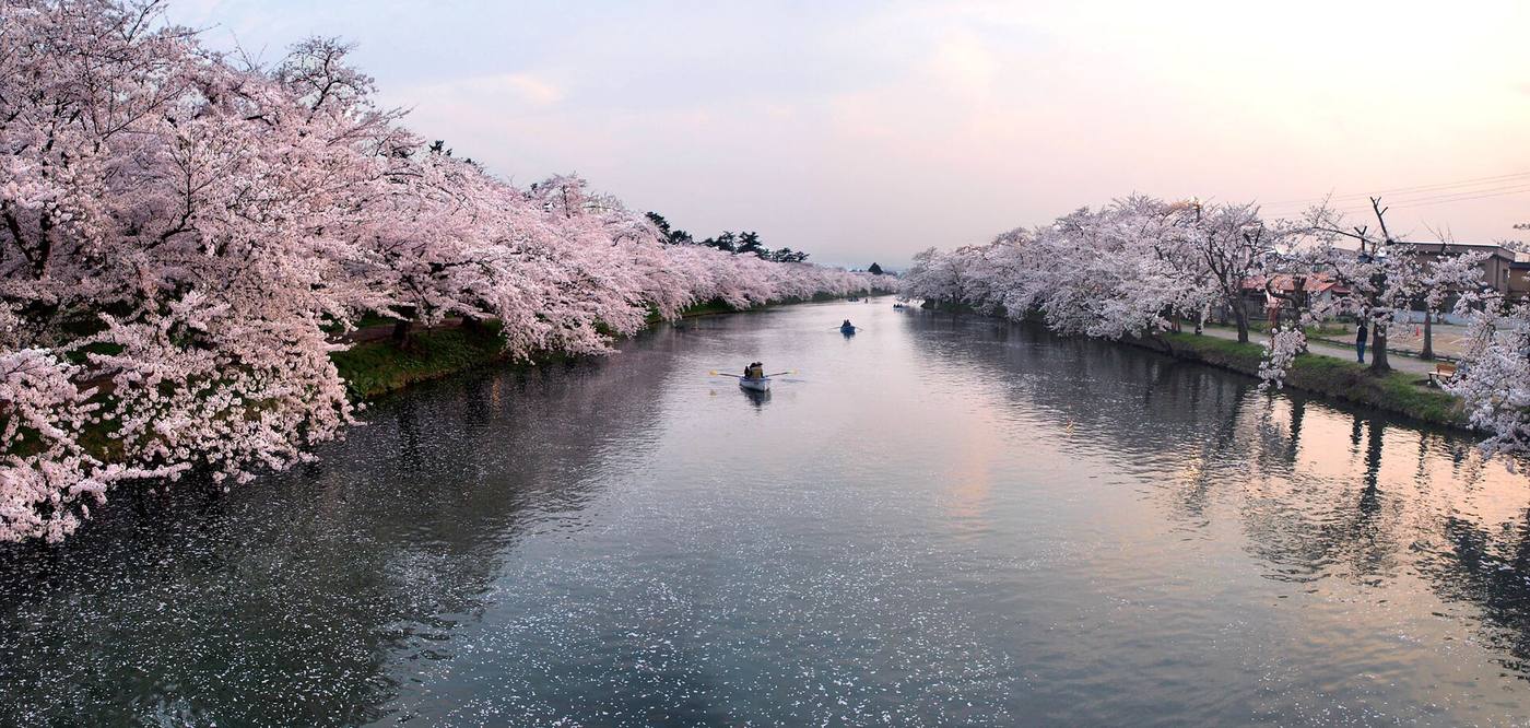弘前公園西濠黃昏,寬闊水面兩岸櫻花滿開,數艘小船在水道中央划行,近岸水面漂著一層落下的花瓣