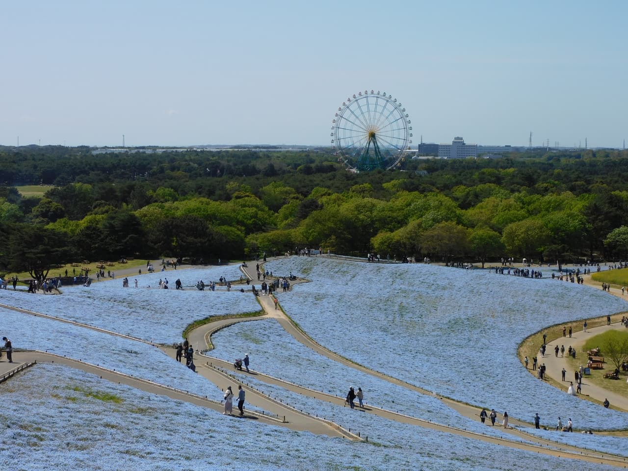常陸海濱公園みはらしの丘上的藍色粉蝶花花海,遠方是大觀覽車