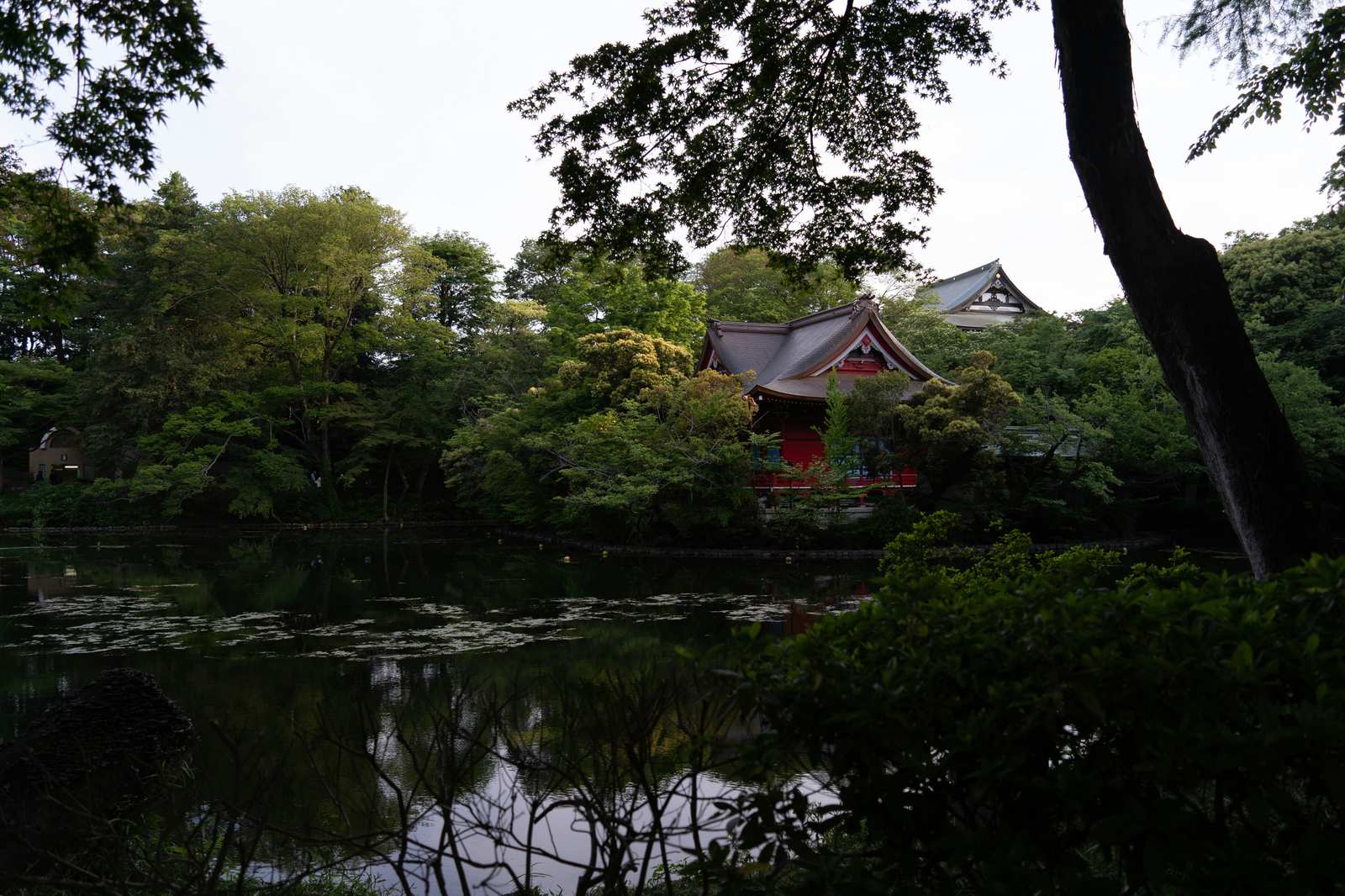 雨中的井之頭恩賜公園,池塘倒影、樹林與濕潤步道呈現吉卜力般的氛圍